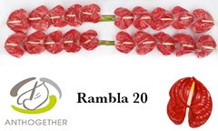 Anthurium Rambla 9cm Hd