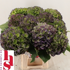 Hydrangea Verena Blue Classic 60cm 18-20cm Hd