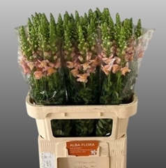 Antirrhinum Toulon Apricot 80cm