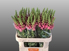 Antirrhinum Avignon Rose 80cm