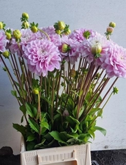 Dahlia Sweet Love 60cm