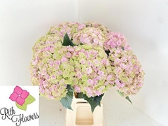 Hydrangea Royal Pink Highness 60cm 18-20cm Hd