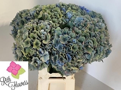 Hydrangea Royal Parade Classic 60cm 19-21cm Hd