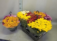 Chrysanthemum Garden Mums Mix 23Ø 45cm