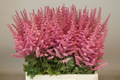 Astilbe Loud And Proud 50cm