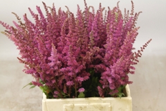 Astilbe Maggie Daley 45cm