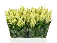 Celosia Sunday Green 60cm