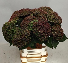 Hydrangea Green Revolution Classic 60cm 13-15cm Hd