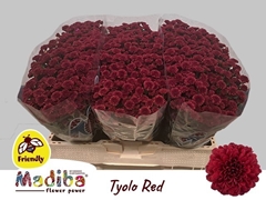 Chrysanth Santini Madiba Tyolo Red 50cm 24gr.