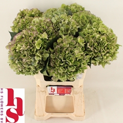 Hydrangea Royal Benefit Classic 60cm 18-20cm Hd