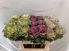Brassica Mix 70cm