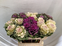 Brassica Mix 70cm