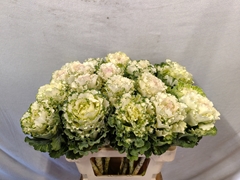 Brassica White Lady 60cm