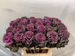 Brassica Elegance 70cm