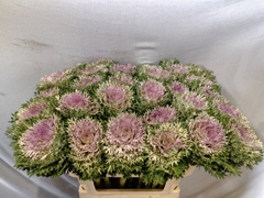Brassica Crane King 70cm