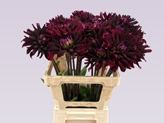 Dahlia Chat Noir 65cm