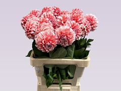 Dahlia Peachess 60cm
