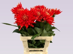 Dahlia Vulcan 65cm