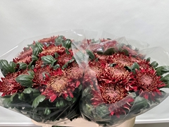 Chrysanth Single Regalmist Red 75cm 110gr.