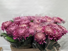 Chrysanth Single Regalmist Purper 75cm 100gr.