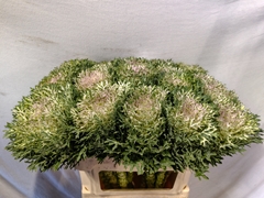 Brassica Crane King 70cm