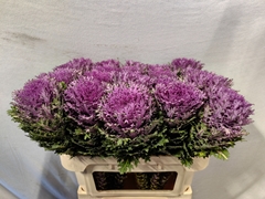Brassica Crane Queen 70cm