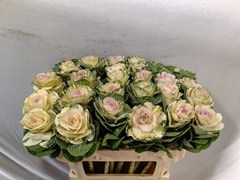 Brassica White Crane 70cm
