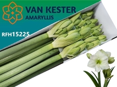 Hippeastrum White Sensation 75cm