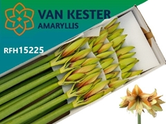 Hippeastrum Mocca 70cm