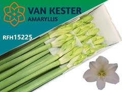 Hippeastrum Casablanca 75cm
