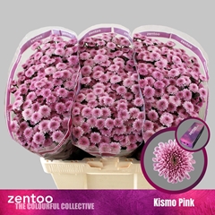 Chrysanth Santini Kismo Pink 55cm 40gr.