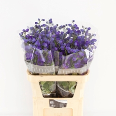 Delphinium Double Delphi's Jewel 90cm
