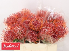 Leucospermum Scarlet Ribbon 40cm