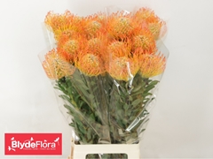 Leucospermum Ayoba Sun 80cm