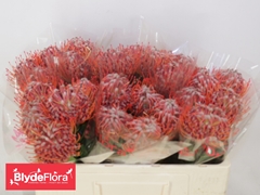 Leucospermum Scarlet Ribbon 50cm