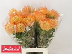 Leucospermum Ayoba Sun 60cm