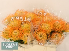 Leucospermum Ayoba Sun 40cm