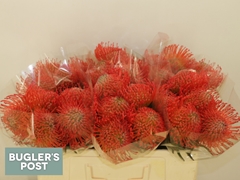 Leucospermum Succession 50cm