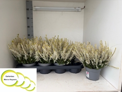 Calluna Vulgaris Garden Girls Nexxt Mix 12Ø 20cm