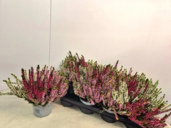 Calluna Callu Nova Mix 3 Colours 13Ø 25cm