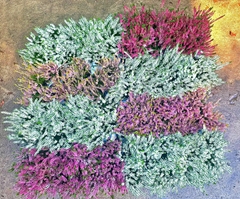 Calluna Mix 5 Colours 9Ø 20cm