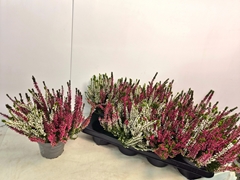 Calluna Callu Nova Mix 2 Colours 12Ø 20cm