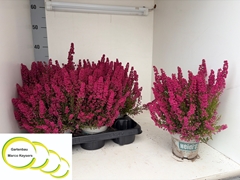 Erica Gracilis Heidi's Bella 12Ø 25cm