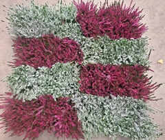 Calluna Callu Nova Mix 12Ø 22cm