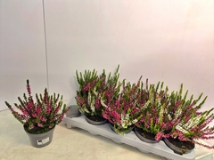 Calluna Callu Nova Mix 2 Colours 10Ø 18cm