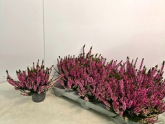 Calluna Callu Nova Rosa 9Ø 20cm