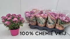 Chrysanth Soul Sister Pink 14Ø 25cm