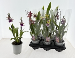 Cambria Mix 12Ø 40cm 2st