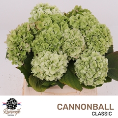 Hydrangea Cannonball Classic 40cm 11-13cm Hd