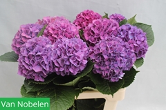 Hydrangea Glowing Alps Purple 65cm 12-14cm Hd